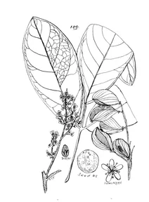 Tricholobus connaroides