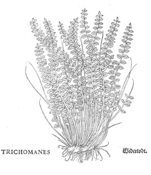 Trichomanes