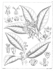Trigonostemon lawianus