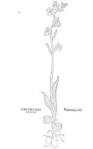 Triorchis foemina (жіноча форма)