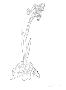 Triorchis serapias (чоловіча форма)
