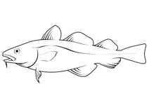 Тріска тихоокеанська (gadus macrocephalus)