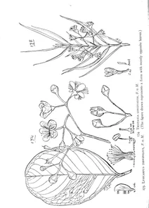 Tristania longivalvis і lysicarpus ternifolius