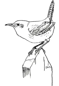 Troglodytes aedon