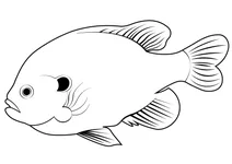 Царьок (lepomis gibbosus)