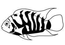 Цихліда чорносмуга (archocentrus nigrofasciatus)