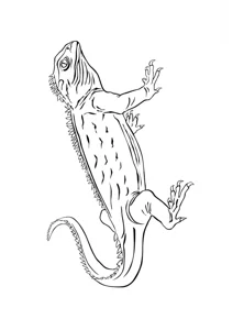 Туатара
