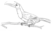 Тукан плоскодзьобий (ramphastos sulfuratus)