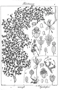 Tulasnea ramosissima і tristacha bryoides