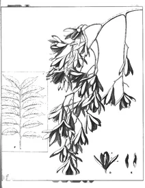 Туна циліата, 1904-1922