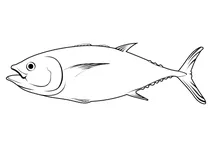 Тунець південний синій (thunnus maccoyii)