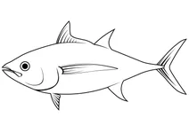 Тунець великоокий (thunnus obesus)