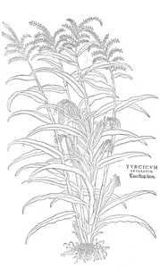 Turcicum frumentum