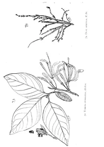 Turraea pubescens і olax aphylla
