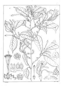 Turraea villosa