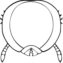 Turtle ant major