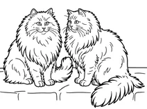 Two persian cats