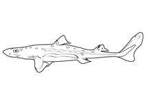 Тихоокеанський колючий догфіш (squalus suckleyi)