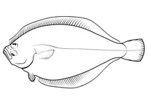 Тихоокеанський санддеб (citharichthys sordidus)