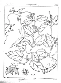 Tylophora asthmatica