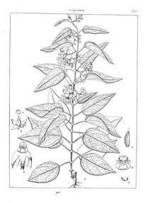 Tylophora fasciculata