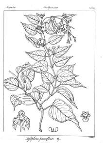 Tylophora pauciflora