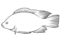 Тиляпія мозамбікська (oreochromis mossambicus)