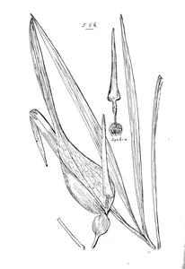 Typhonium angustilobum