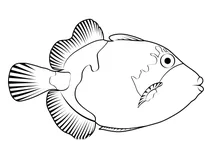 Титан тригерфіш (balistoides viridescens)