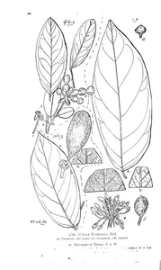 Unona wardiana і melodorum uhrii і melodorum maccreai