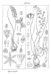 Urginea congesta і urginea coromandeliana
