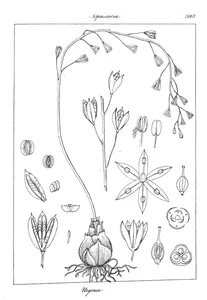 Urginea indica