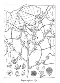 Urostigma religiosum