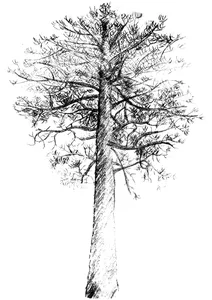Урожай ks colorado lodgepole сосна