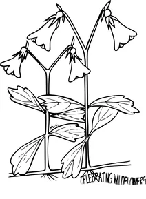 Урожай linnaea borealis