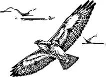 Урожай swainsion hawk в польоті