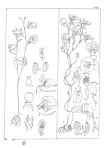 Utricularia arcuata і utricularia reticulata