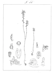 Utricularia caerulea