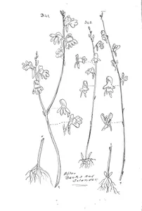 Utricularia chrysantha і utricularia flava і utricularia barbata