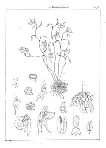 Utricularia conferta