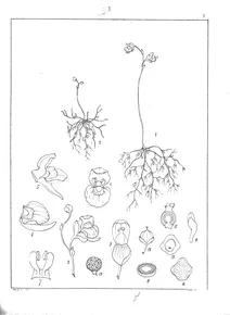 Utricularia diantha