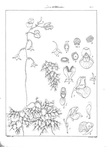 Utricularia fasciculata