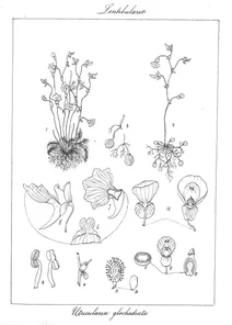 Utricularia glochidiata