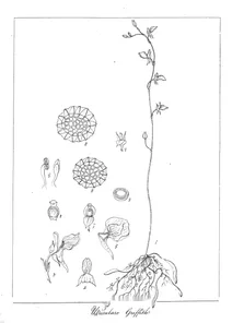 Utricularia griffithii
