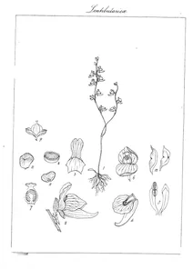 Utricularia nivea