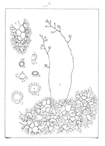 Utricularia punctata
