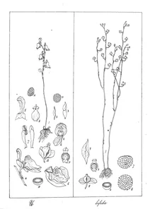 Utricularia racemosa і utricularia bifida