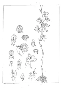 Utricularia smithiana