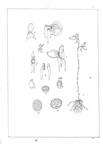 Utricularia squamosa