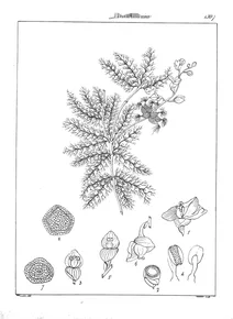 Utricularia stellaris